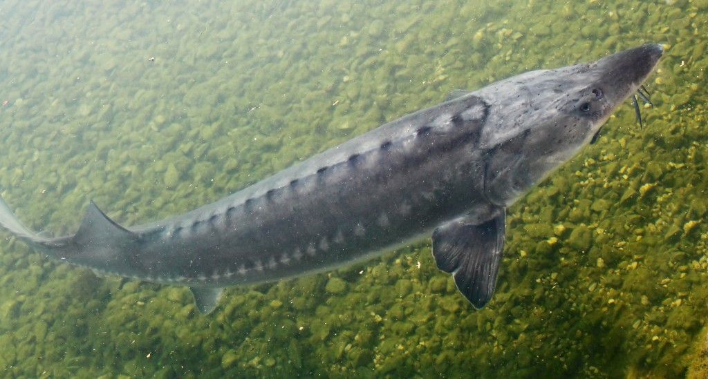 The Sturgeon. Big fish in the Danube river. This fish is a sourc ...